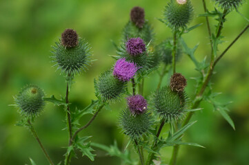 Thistle branch with flowers
