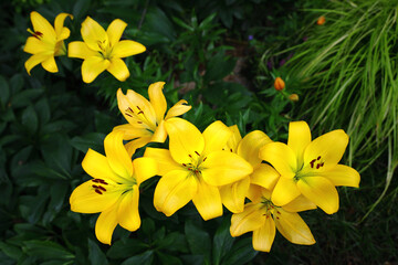 Fototapeta premium A pretty lily flower blooming beautifully vividly