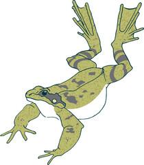 Leaping bullfrog on white background  - obrazy, fototapety, plakaty