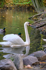 swan on the lake