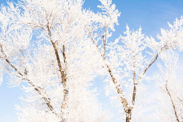 Beautiful winter trees covered in hoar frost