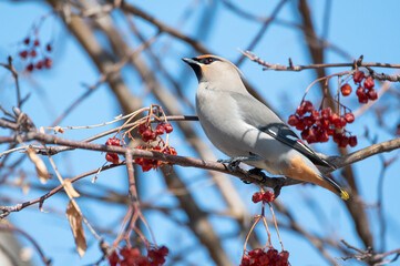 Bohemian waxwing bird in mountain ash tree