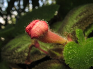 Episcia cupreata is a species of perennial plant in the Gesneriaceae family