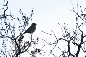 House finch perched in shrub during winter in Calgary