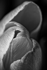 Czarno biały tulipan