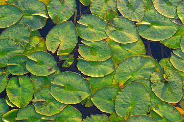 Close-up top view of water lily leaves on the surface of a pond. Natural texture with aquatic...