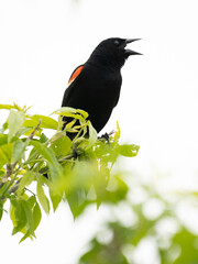 Red-winged blackbird calling from tre nranch