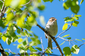 Clay-colored sparrow perched in aspen tree in summer