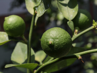 Organic Lemons Growing in a Pot