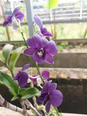Selective focus of beautiful purple larat orchid flowers in the garden. With the Latin name Dendrobium bigibbum.