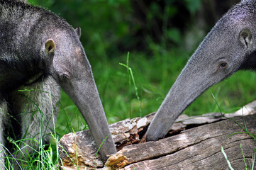 anteaters