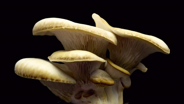 Growing oyster mushrooms rising from soil time lapse 4k footage.