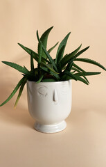 Aloe vera plant in the pot with a face. Design home plant in head pot.