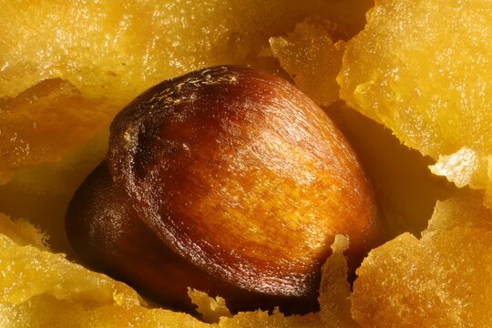 Super macro close-up of apple seeds in core