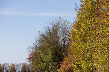 Fototapeta premium Autumn season in the park, the foliage