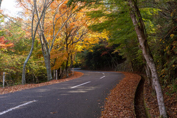 日本の香川県小豆島のとても美しい秋の紅葉