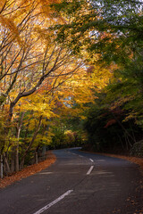 日本の香川県小豆島のとても美しい秋の紅葉