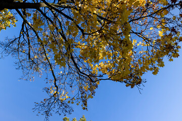 Autumn season in the park, the foliage