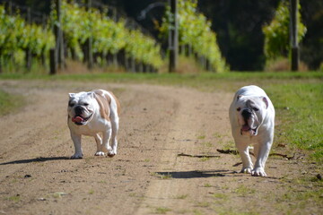 Two English bulldogs playing in a winery or vineyard