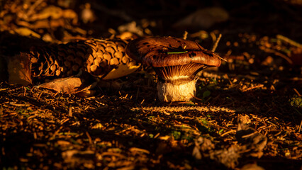 Niejadalny grzyb z szyszką w tle o zachodzie słońca. © Bartosz Gocek
