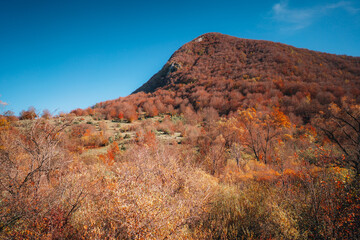 colorful autumn foliage Parco Nazionale Abruzzo Italy