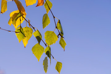Colored birch tree foliage in autumn