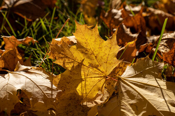 Colored maple tree foliage in autumn