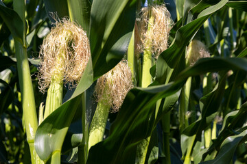 Green corn illuminated by sunlight