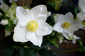 Helleborus niger white petals and yellow pollen of christmas rose