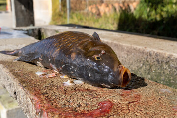 closeup photo of a fish lying on a concrete slab with its guts removed. the background is blurred by the effect of the camera