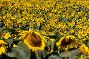 Sunflower field with flowers and bees