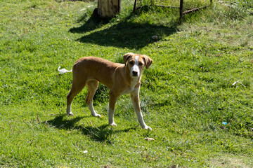 beautiful stray dog ​​walking on the grass