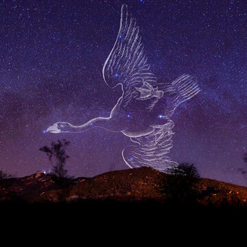 constela&ccedil;&atilde;o de cisne