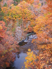北海道の絶景 定山渓時雨橋からの紅葉風景