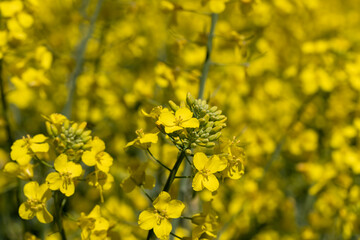 Yellow-flowering rapeseed in the summer