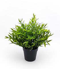 An artificial Baby Bamboo plant in black flowerpot. Side view. Isolated on white background.