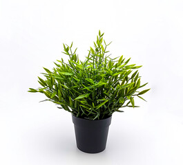 An artificial Baby Bamboo plant in black flowerpot. Side view. Isolated on white background.