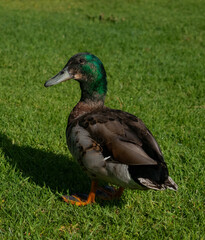duck on the grass