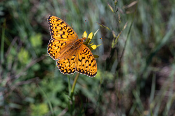 Fritillary butterfly on yellow flower