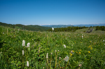Wildflowers in green mountain meadow, Beauvais Lake Provincial Park, Alberta