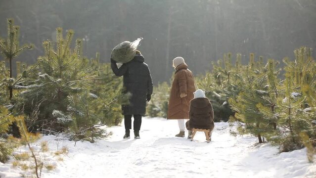 happy young father and mother with a kid girl are walking through a snow-covered forest, a child on sled, dad with a Christmas tree. Christmas Eve and New Year's Eve