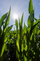 Fototapeta na wymiar Green corn illuminated by sunlight