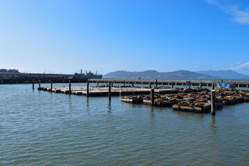 Fototapeta na wymiar Sea Lions at Pier 39 in San Francisco, CA.