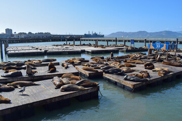Sea Lions at Pier 39 in San Francisco, CA.
