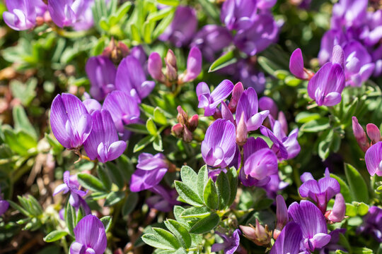 Purple flower (Bent-flower Milkvetch) closeup