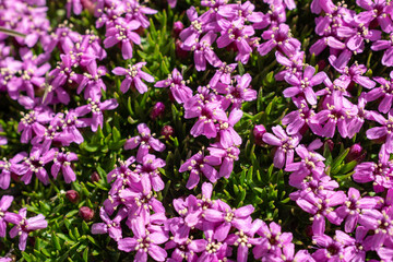 Obraz premium Pink wildflower, moss campion, growing in alpine closeup