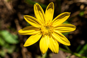 Yellow Arnica flower in bloom