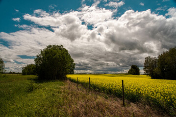 Canola and cloud and tree