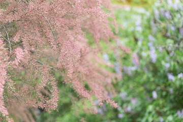 Blooming branches of tamarisk in park. Spring background with pink