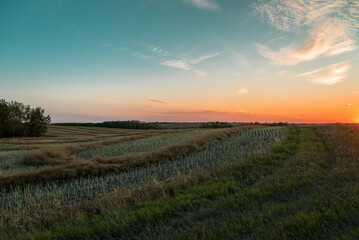 Swathed canola field